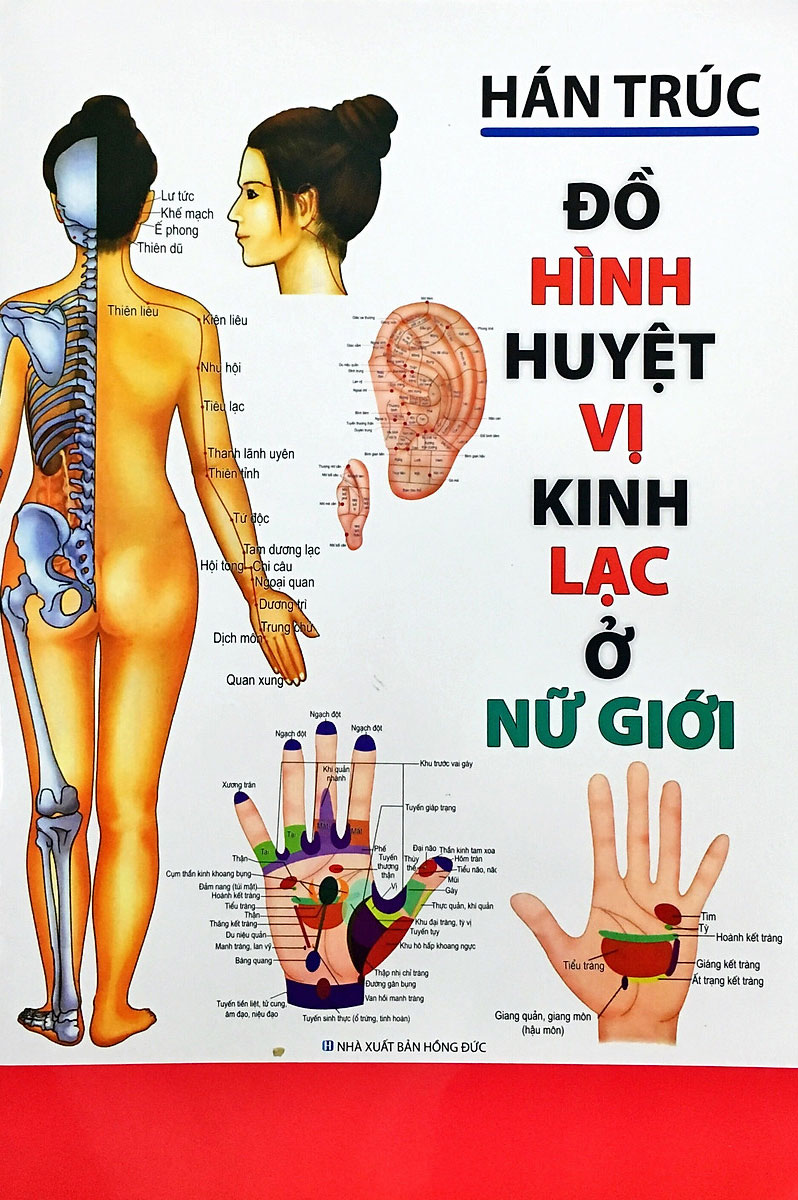 Đồ Hình Huyệt Vị Kinh Lạc Ở Nữ Giới